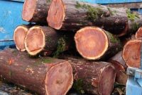 کشف 3تن چوب جنگلی قاچاق در نکا 