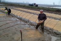 هشدار به خطر خزانه گیری زودهنگام برنج در مازندران