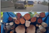 قاچاقچی چوب پس از تعقیب و گریز در نور دستگیر شد
