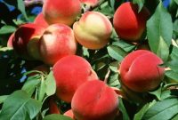 دمای هوا عامل اصلی شیوع مگس میوه در باغ‌های مازندران