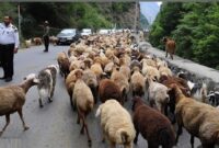 جاده چالوس ۲۴ ساعت مسدود میشود / اعلام مسیرهای جایگزین جاده چالوس ۲۴ ساعت مسدود میشود / اعلام مسیرهای جایگزین