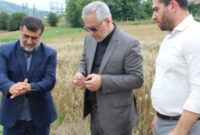۶۰ درصد گندم کوهستانی خریداری شد؛ کشاورزان به رطوبت محصول توجه کنند ۶۰ درصد گندم کوهستانی خریداری شد؛ کشاورزان به رطوبت محصول توجه کنند