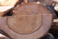 باند قاچاق چوب در آمل به دام افتاد