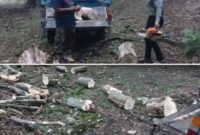 دستگیری قاچاقچی چوب در قائم‌شهر