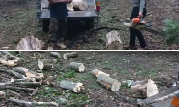 دستگیری قاچاقچی چوب در قائمشهر دستگیری قاچاقچی چوب در قائمشهر