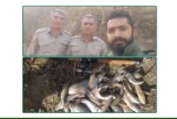 کشف ادوات صید و ۵۰ قطعه ماهی قزل‌آلا در آمل