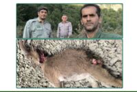 ردپای شکارچیان غیرمجاز؛ کشف لاشه کل وحشی در گشت‌زنی یگان حفاظت محیط زیست آمل
