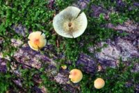 قارچهای شگفتانگیز هیرکانی: گنجینههای زیستی جنگلهای دارابکلا قارچهای شگفتانگیز هیرکانی: گنجینههای زیستی جنگلهای دارابکلا