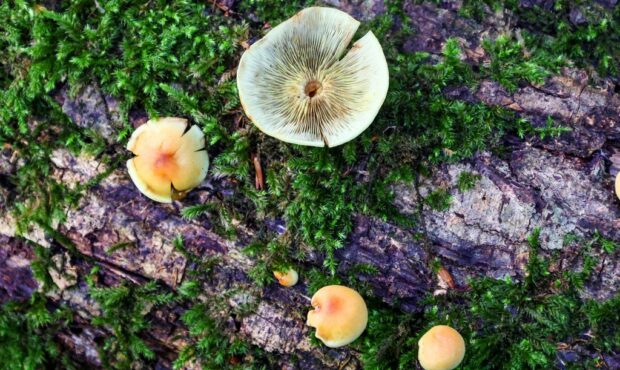 قارچهای شگفتانگیز هیرکانی: گنجینههای زیستی جنگلهای دارابکلا