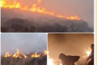 آتش‌سوزی گسترده در «ملارکوه» لاریجان مهار شد / عامل حریق، انسانی گزارش شده است