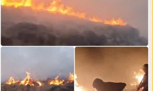 آتشسوزی گسترده در «ملارکوه» لاریجان مهار شد / عامل حریق، انسانی گزارش شده است