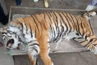 ببر نر سافاری الیمالات به دلیل عارضه گوارشی تلف شد ببر نر سافاری الیمالات به دلیل عارضه گوارشی تلف شد