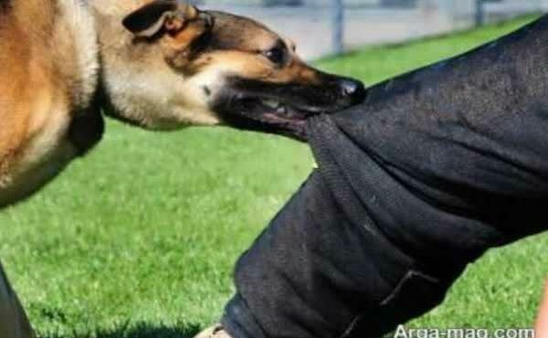 مصدوم گازگرفتگی سگ در ۷ ماه اول سال جاری