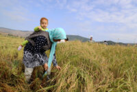 زن در رنج؛ برداشت برنج