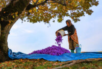 از شالیزار تا طلای سرخ؛ روایت کار بی‌پایان زنان روستایی مازندران