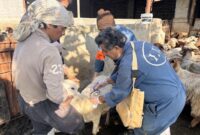 واکسیناسیون بیش از ۱.۲۷ میلیون رأس دام در مازندران؛ سپر ایمنی علیه تب‌برفکی تقویت شد