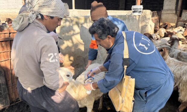 واکسیناسیون بیش از ۱.۲۷ میلیون رأس دام در مازندران؛ سپر ایمنی علیه تببرفکی تقویت شد